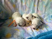 chłopcy - 2 tygodnie